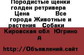Породистые щенки голден ретривера › Цена ­ 25 000 - Все города Животные и растения » Собаки   . Кировская обл.,Югрино д.